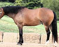 all-around-draft-horse