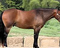 athletic-draft-horse