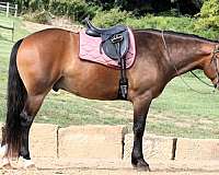 beginner-draft-horse