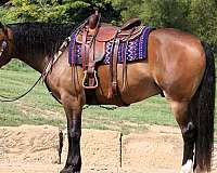 cross-draft-horse