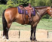 draft-horse