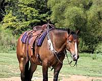 driving-draft-horse