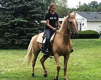 palomino-tennessee-walking-gelding