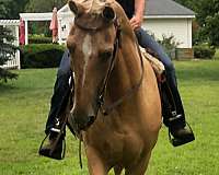 palomino-trail-trail-riding-horse