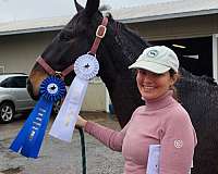 show-winner-mustang-pony