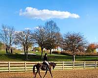 dressage-mustang-pony