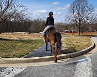 english-pleasure-mustang-pony