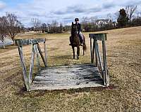 eventing-mustang-pony