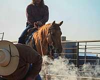 cowboy-mounted-shooting-quarter-horse