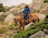 ridden-english-quarter-horse