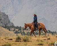 ridden-western-quarter-horse