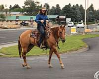 trail-quarter-horse