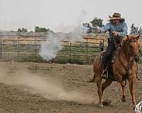 trail-riding-quarter-horse