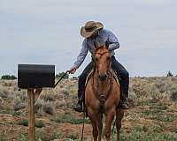 western-riding-quarter-horse