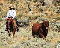 working-cattle-quarter-horse