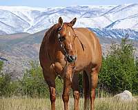 youth-quarter-horse