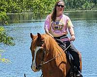 chestnut-white-arabian-horse