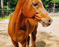 arabian-gelding