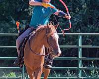 leg-cues-arabian-horse