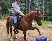 obstacle-arabian-horse