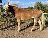 babysitter-haflinger-horse