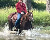 driving-morgan-horse