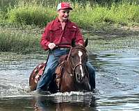 harness-morgan-horse