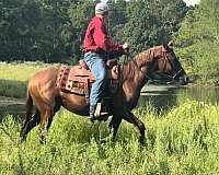 husband-safe-morgan-horse