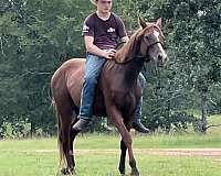 trail-morgan-horse