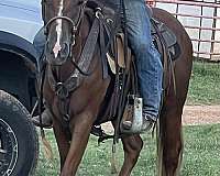 commercial-morgan-horse