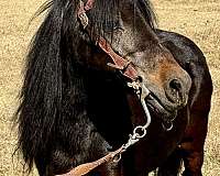 harness-morgan-horse