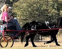 trail-morgan-horse