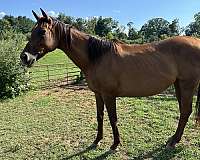 breeding-thoroughbred-horse