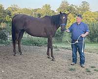 affordable-thoroughbred-horse