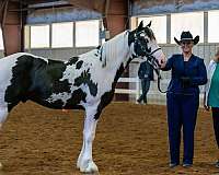 double-registered-drum-horse