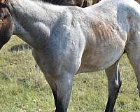 breeding-quarter-horse