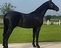 breeding-andalusian-horse