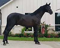 black-andalusian-colt