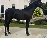 black-breeding-horse