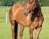 chestnut-none-horse