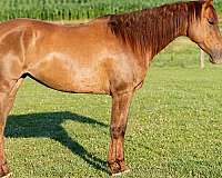 advanced-quarter-horse