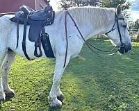 fleabitten-percheron-horse