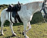 whitedraft-percheron-horse