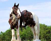 tobiano-see-pics-horse