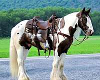 flashy-gypsy-vanner-horse