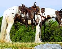 family-gypsy-vanner-horse