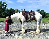 trail-gypsy-vanner-horse