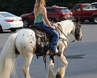 husband-safe-gypsy-vanner-horse