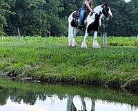 all-around-gypsy-vanner-horse