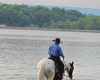 gentle-gypsy-vanner-horse